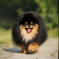 Pomerania ACCOPPIAMENTO volpino spitz BLACK & TAN