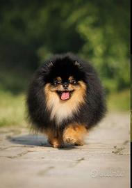 Pomerania ACCOPPIAMENTO volpino spitz BLACK & TAN
