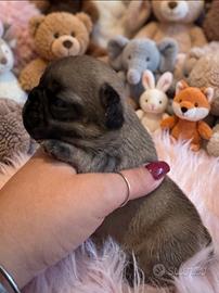 Cuccioli di Bulldog Francese con Pedigree
