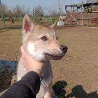Lupo cecoslovacco cucciolo