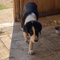 Cuccioli 5 mesi