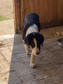 Cuccioli 5 mesi
