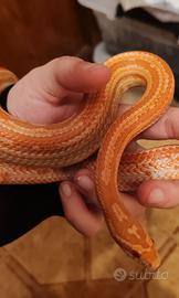 Pantherophis guttatus