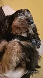 Cuccioli di cockerine