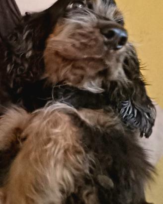 Cuccioli di cockerine