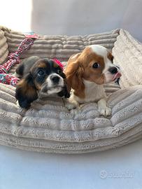 Cavalier King