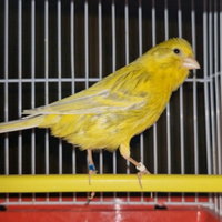 Canarini agata opale giallo e avorio e bianchi