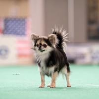 Maschio chihuahua con pedigree enci