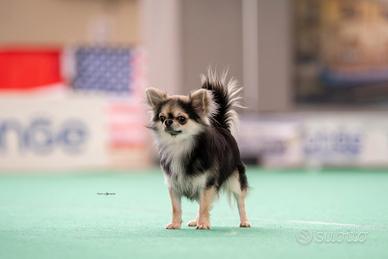 Maschio chihuahua con pedigree enci