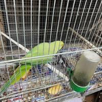 Calopsite cocorite Parrocchetto dal colare cocorit