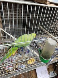 Calopsite cocorite Parrocchetto dal colare cocorit