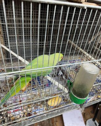 Calopsite cocorite Parrocchetto dal colare cocorit