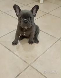 Bulldog francese