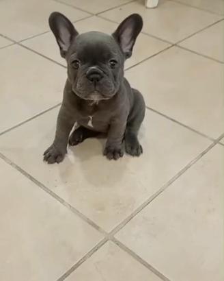 Bulldog francese
