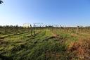 terreno-agricolo-volta-mantovana