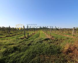 Terreno Agricolo - Volta Mantovana