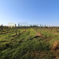 Terreno Agricolo - Volta Mantovana