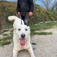 Cani pastore maremmano