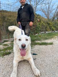 Cani pastore maremmano