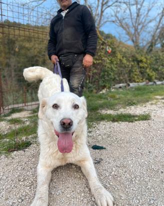 Cani pastore maremmano