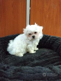 Maltese Coreano