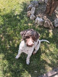 Lagotto romagnolo