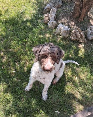 Lagotto romagnolo