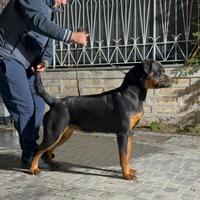 Rottwailer femmina