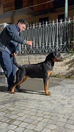 Rottwailer femmina