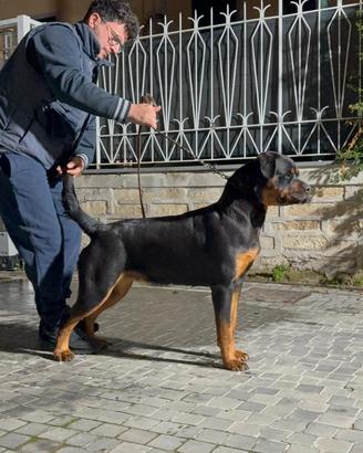 Rottwailer femmina