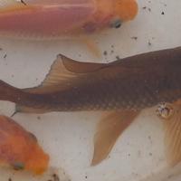 Carassio pinne a velo