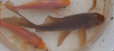 Carassio pinne a velo