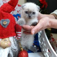 Scottish fold scottish straight