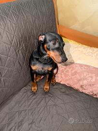 Pinscher nano maschio