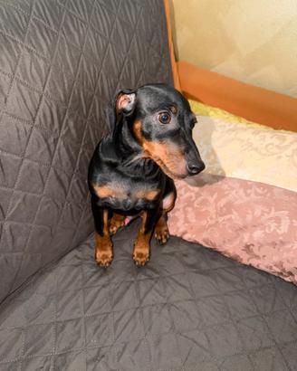 Pinscher nano maschio