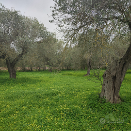 10000mq con possibilità di struttura di 30 mq