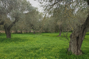 10000mq con possibilità di struttura di 30 mq