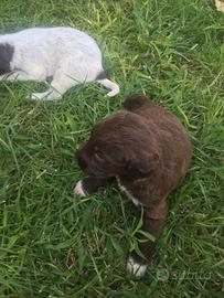 Lagotto/kurzhaar tartufi
