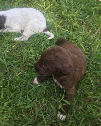 Lagotto/kurzhaar tartufi