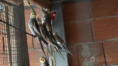 8 Calopsite 2 parrocchetti del groppone