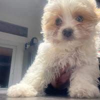 Yorkshire biewer terrier golddust femmina