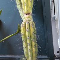 cactus stetsonia coryne con vaso