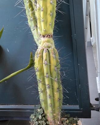 cactus stetsonia coryne con vaso