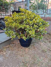 Pianta (Albero) di giada