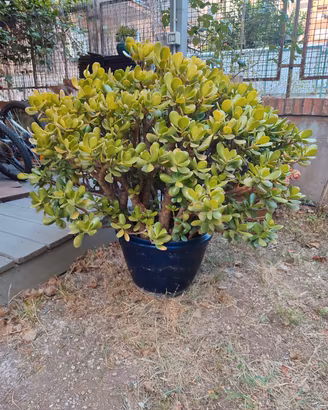 Pianta (Albero) di giada