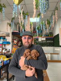 Barboncino mini toy red maschi e femmin anche rate