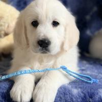Golden Retriever con Pedigree ENCI