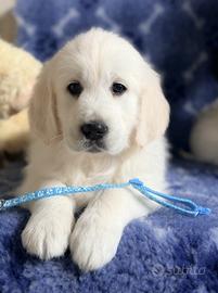 Golden Retriever con Pedigree ENCI