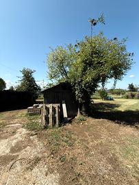 Terreno agricolo coltivato