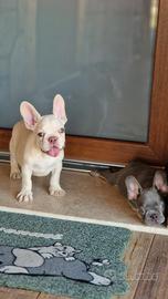 Bulldog francese